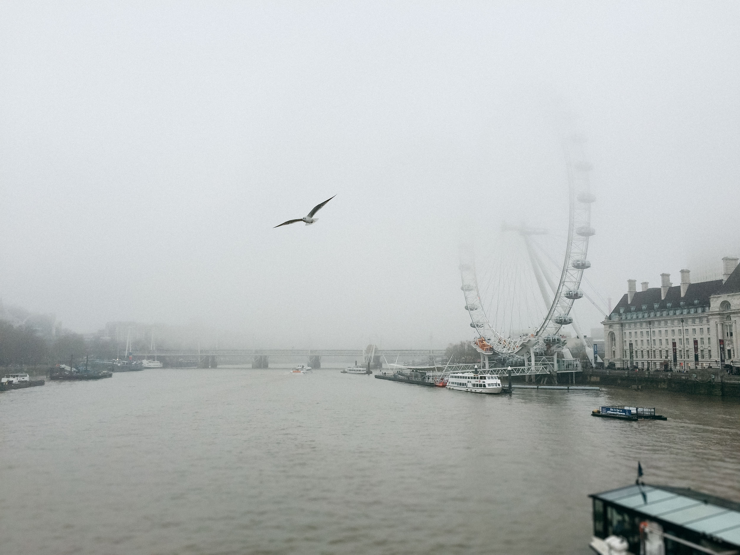 Fog over the Thames River with the London Eye in the distance and a seagull in flight.